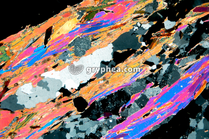 Gneiss LPA x7 - gryphea.com